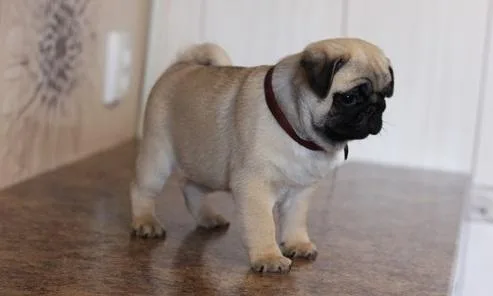 Adorable Pug puppies