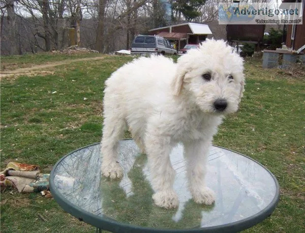Well Socialized Komondor For Sale.