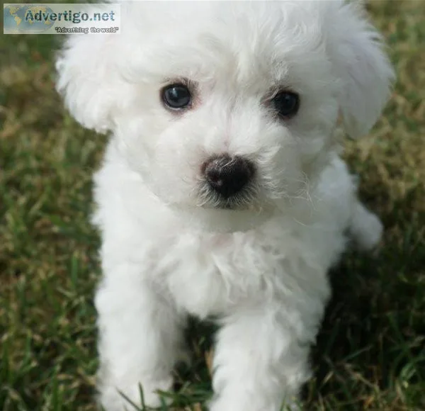 AKC Bichon Frise puppies for sale.