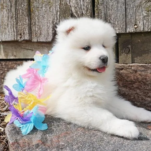 Wonderful Samoyed Puppies for Adoption