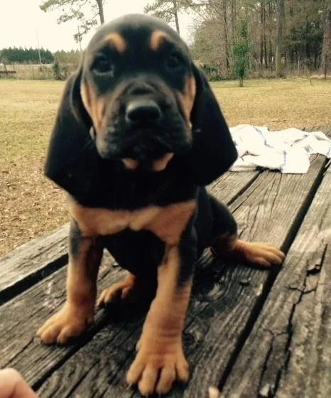 Cute Bloodhound puppies.