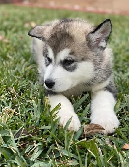 Oddball Alaskan Malamute Puppies Available Now
