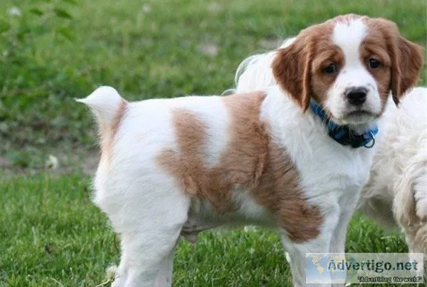Beautiful Brittany Spaniel Puppies For Sale.