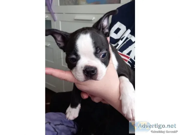 Ri Boston terrier puppies for sale