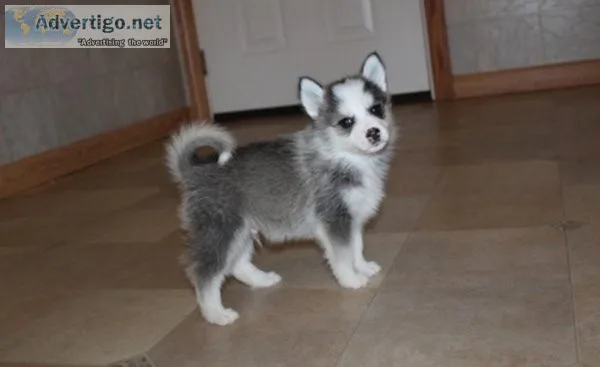 Beautiful Pomsky Puppies.
