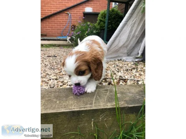 HKHAA Cavalier King Charles Spaniel Puppies  Text  334-357-6330