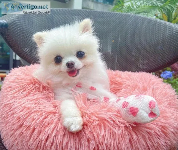 POMERANIAN Puppies for a Good Homes