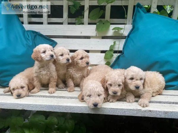 MPEPS Goldendoodle Available For Sale Text  334-357-6330