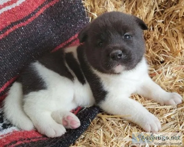 Inexpensive Akita Puppies Available