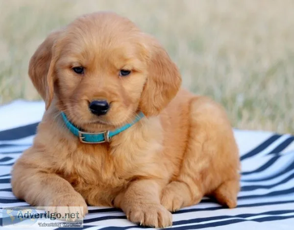 Sophie Golden Retriever Puppies For sale