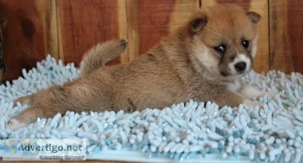 Jealous Shiba Inu Puppies For Sale