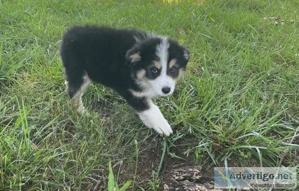 Worrisome Australian Shepherd Puppies