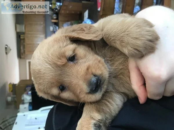 Golden retriever puppies