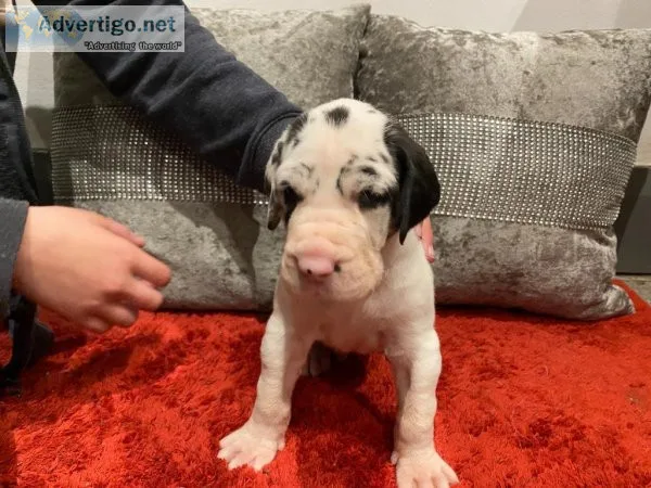 QD4UQ Gorgeous Great Dane Puppies Text  334-357-6330