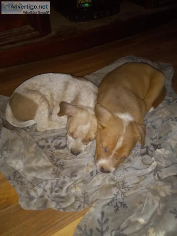 PitHeeler puppies