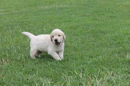 AKC Registered Purebred Golden Retriever Pups