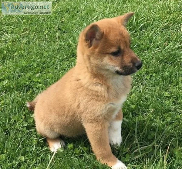 Dearest Shiba Inu Puppies Available