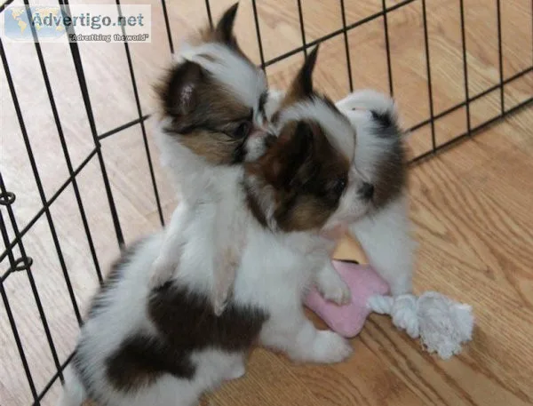 Potty Trained Papillon puppies