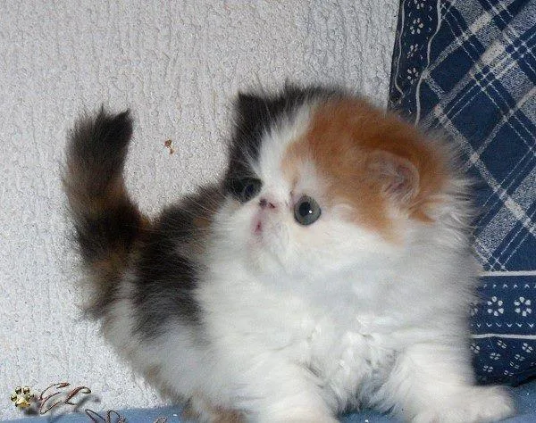 Lovely Persian kittens available for new homes..