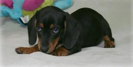 Home Raised Dachshund puppies