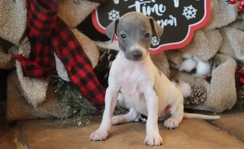 Gorgeous Italian Greyhound puppies