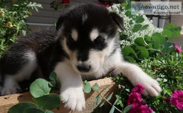 Jittery Alaskan Malamute Puppies