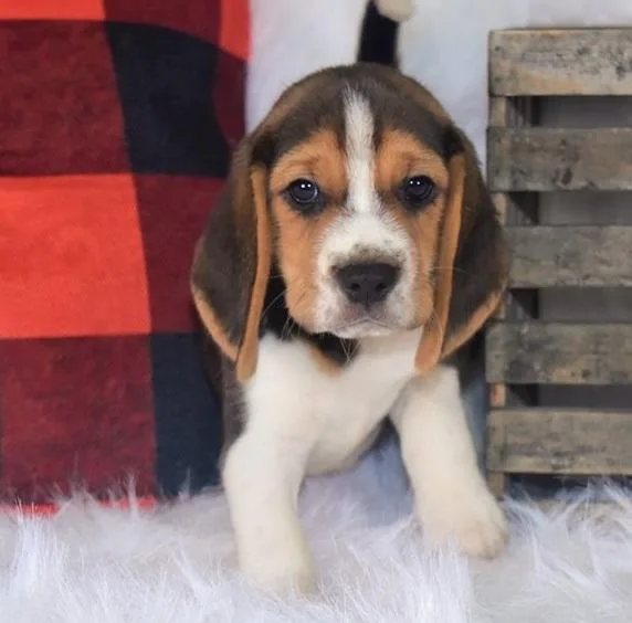 Thoughtful Beagle Puppies For Sale