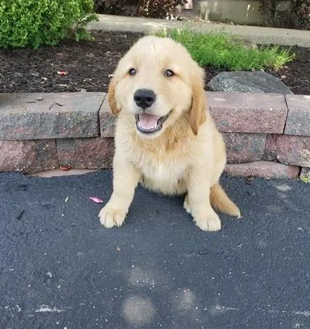 Joyful Golden Retriever Puppies For Sale