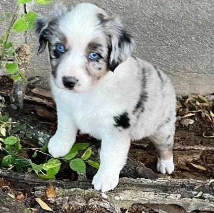 Fair Australia Shepherd Puppies For Sale