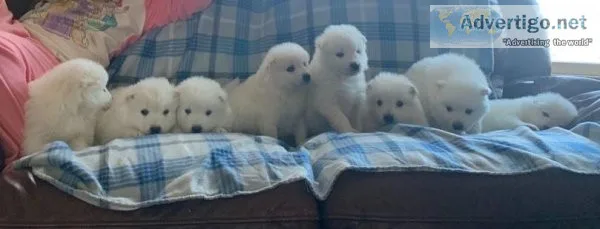 Breakable White Samoyed Puppies For Sale