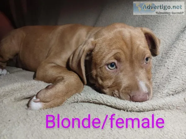 8. Week American pitbulls