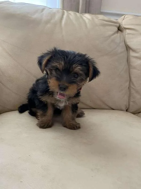 Eight Week Old Female Yorkie Puppy for Sale