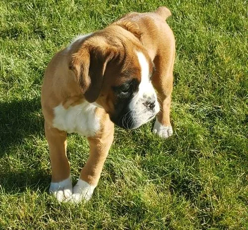 Beautiful Boxer Puppies For Sale.