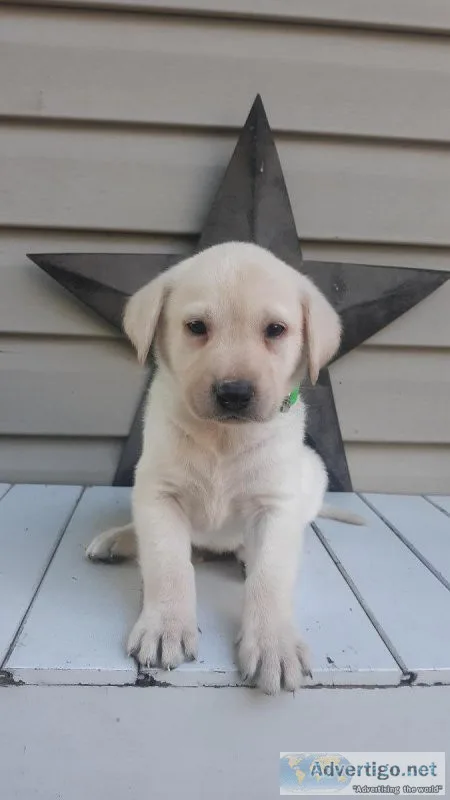 Labrador retrievers