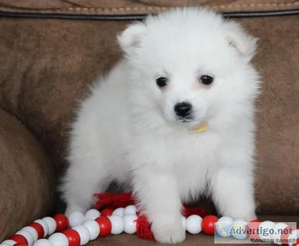 Scaly American Eskimo Puppies Ready Now