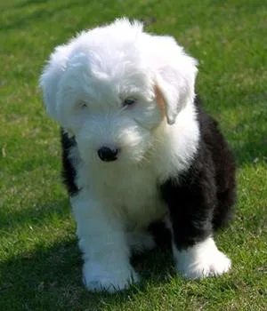 Adorable Old English Sheepdog puppies