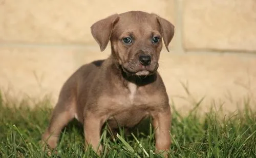 Lovely UKC American Bandogge Mastiff Puppies