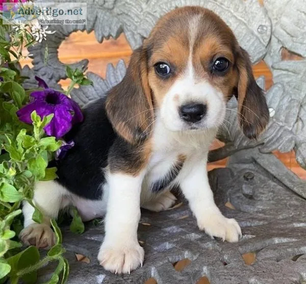 Careful Beagle Puppies Available