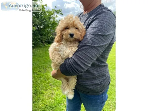 Superb F1 Cavapoo Puppies Text  334-357-6330