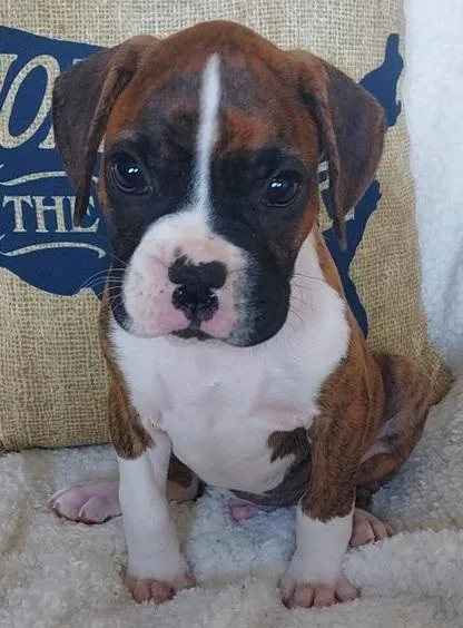 Unaware Boxer Puppies For Sale