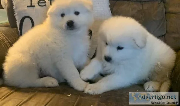 Awful White Samoyed Puppies For Sale