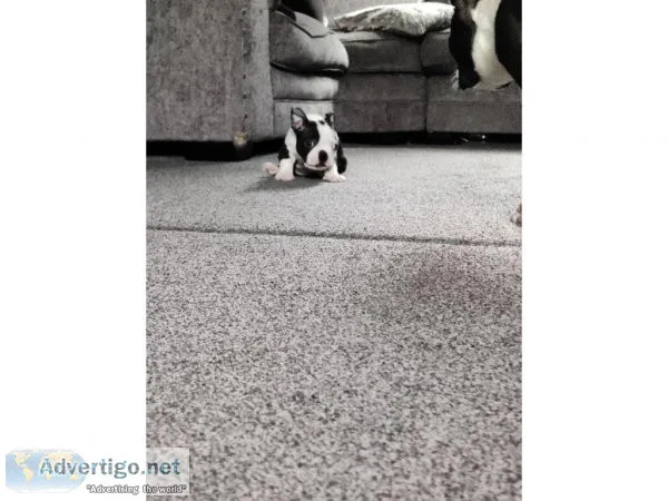 Healthy Boston terrier puppies for sale