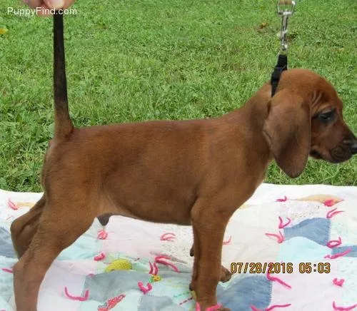 Sweet Redbone Coonhound puppies.