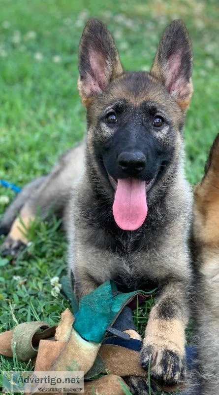 German Shepherd Dog puppies for sale