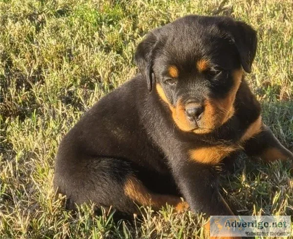 Glamorous Rottweiler Puppies For Sale