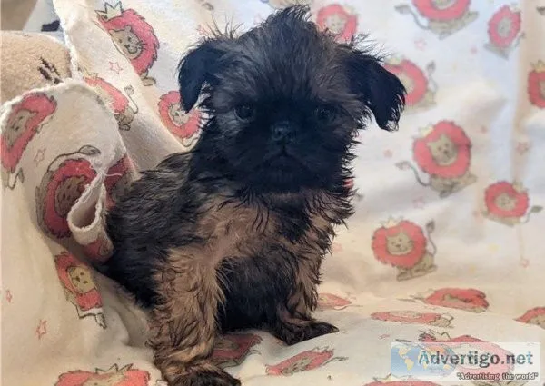 Male and female Brussels Griffon puppies