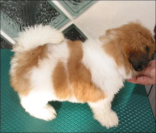 Well Socialized Shih Tzu  Puppies.