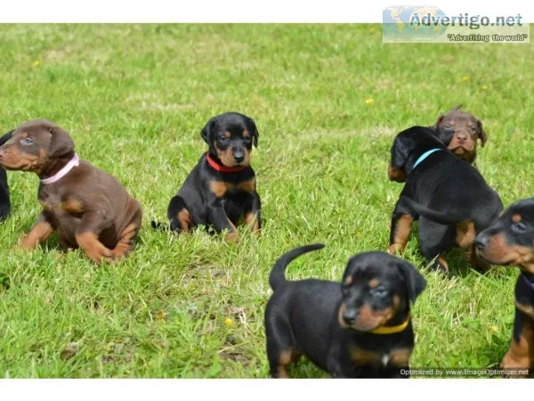Doberman AKC Registered Champion Lines  Text  334-357-6330