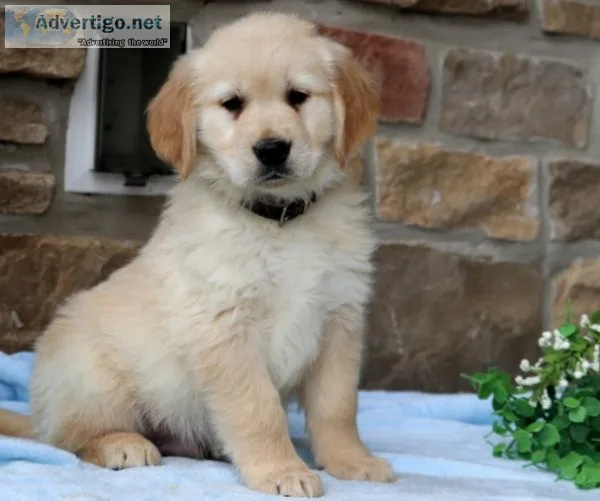 Winnie Golden Retriever Puppies For sale