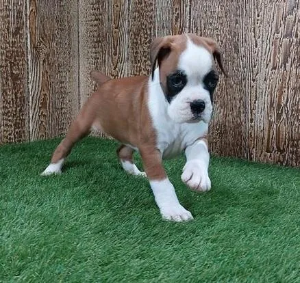 Cautious Boxer Puppies For Sale